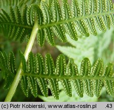 Oreopteris limbosperma (zaproć górska)