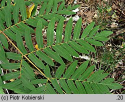 Osmunda regalis (długosz królewski)