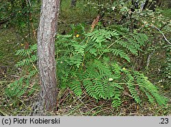 Osmunda regalis (długosz królewski)