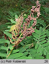 Osmunda regalis (długosz królewski)