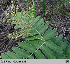 Osmunda regalis (długosz królewski)