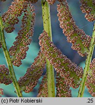 Osmunda regalis (długosz królewski)