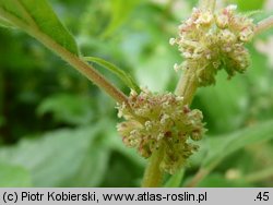 Parietaria officinalis (parietaria lekarska)