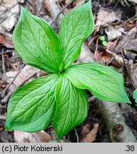 Paris quadrifolia (czworolist pospolity)