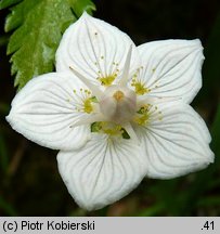 Parnassia palustris