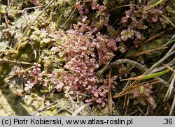 Pedicularis sylvatica (gnidosz rozesłany)