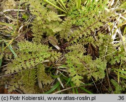 Pedicularis sylvatica (gnidosz rozesłany)