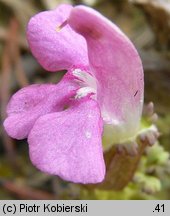 Pedicularis sylvatica (gnidosz rozesłany)