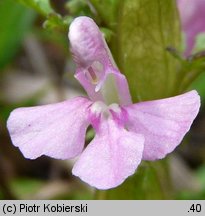 Pedicularis sylvatica (gnidosz rozesłany)