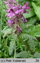 Pedicularis verticillata (gnidosz okółkowy)