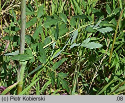 Peucedanum cervaria (gorysz siny)