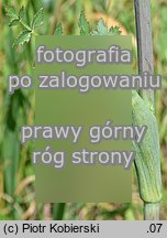 Peucedanum cervaria (gorysz siny)