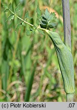 Peucedanum cervaria (gorysz siny)