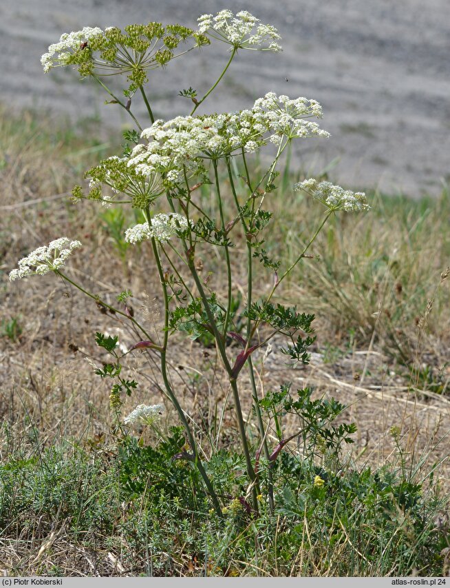 Peucedanum oreoselinum (gorysz pagórkowy)