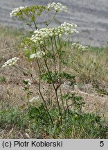 Peucedanum oreoselinum (gorysz pagórkowy)