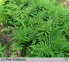 Phegopteris connectilis (zachyłka oszczepowata)