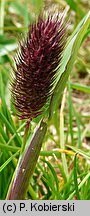 Phleum commutatum (tymotka alpejska)