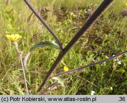 Picris hieracioides ssp. hieracioides (goryczel jastrzębcowaty typowy)