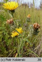 Picris hieracioides ssp. hieracioides (goryczel jastrzębcowaty typowy)