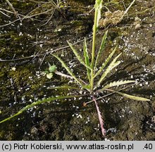 Picris hieracioides ssp. hieracioides (goryczel jastrzębcowaty typowy)