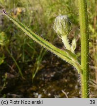 Picris hieracioides ssp. hieracioides (goryczel jastrzębcowaty typowy)