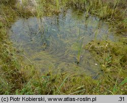 Pilularia globulifera (gałuszka kulecznica)