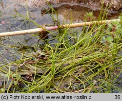 Pilularia globulifera (gałuszka kulecznica)