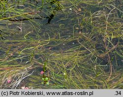 Pilularia globulifera (gałuszka kulecznica)