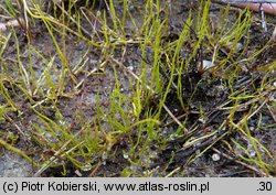 Pilularia globulifera (gałuszka kulecznica)