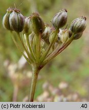 Pimpinella saxifraga ssp. saxifraga (biedrzeniec mniejszy typowy)