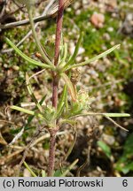 Plantago arenaria (babka piaskowa)