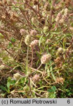 Plantago arenaria (babka piaskowa)