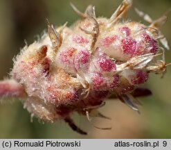 Plantago arenaria (babka piaskowa)