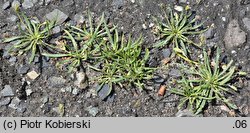 Plantago coronopus (babka pierzasta)