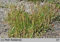 Plantago coronopus (babka pierzasta)