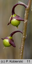 Utricularia vulgaris (pływacz zwyczajny)