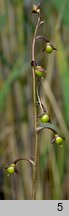 Utricularia vulgaris (pływacz zwyczajny)