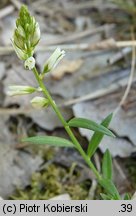 Polygala vulgaris (krzyżownica zwyczajna)