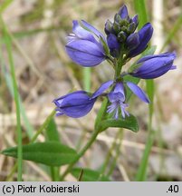 Polygala vulgaris (krzyżownica zwyczajna)