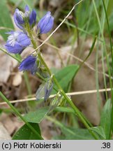 Polygala vulgaris (krzyżownica zwyczajna)