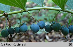 Polygonatum multiflorum (kokoryczka wielokwiatowa)