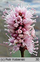 Polygonum amphibium (rdest ziemnowodny)