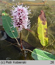 Polygonum amphibium (rdest ziemnowodny)