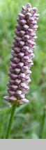 Polygonum bistorta (rdest wężownik)