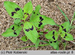 Polygonum lapathifolium ssp. brittingeri (rdest szczawiolistny Brittingera)