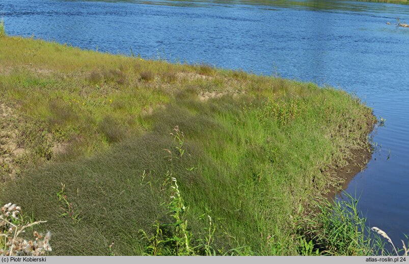 Polygonum nodosum-Eragrostis albensis - zbiorowisko z miłą białawą