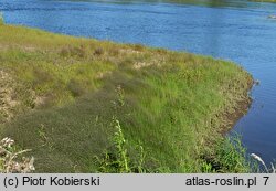 Polygonum nodosum-Eragrostis albensis - zbiorowisko z miłą białawą