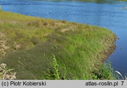 Polygonum nodosum-Eragrostis albensis - zbiorowisko z miłą białawą