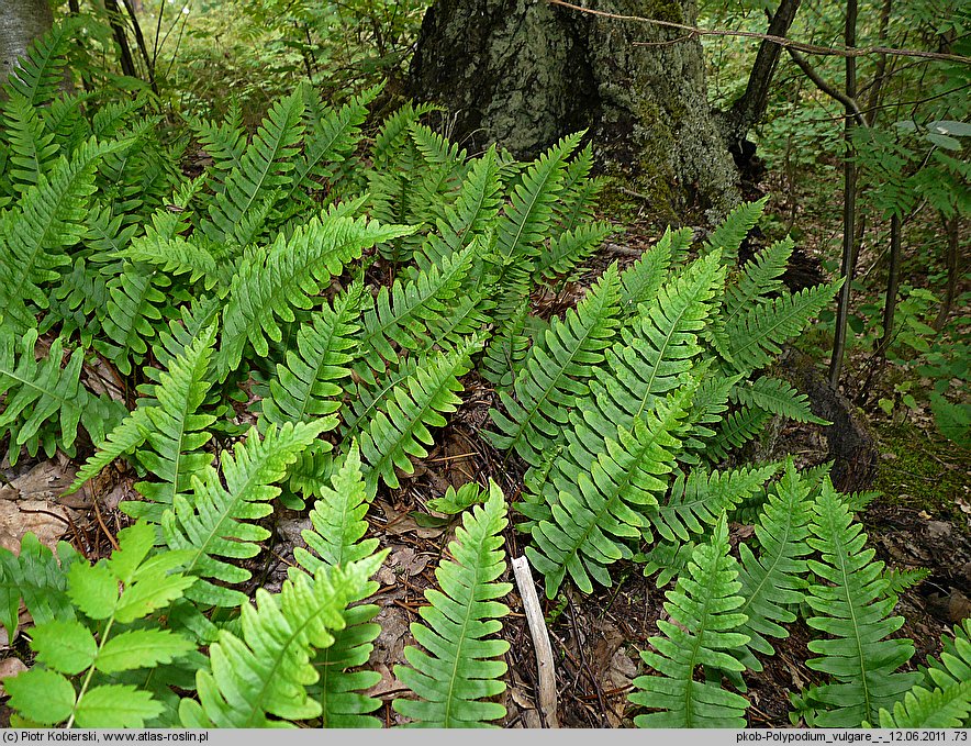 Polypodium vulgare s.l. (paprotka zwyczajna s.l.)