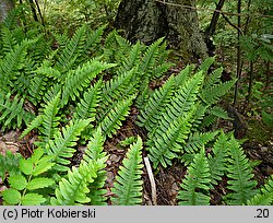 Polypodium vulgare (paprotka zwyczajna (s.l.))